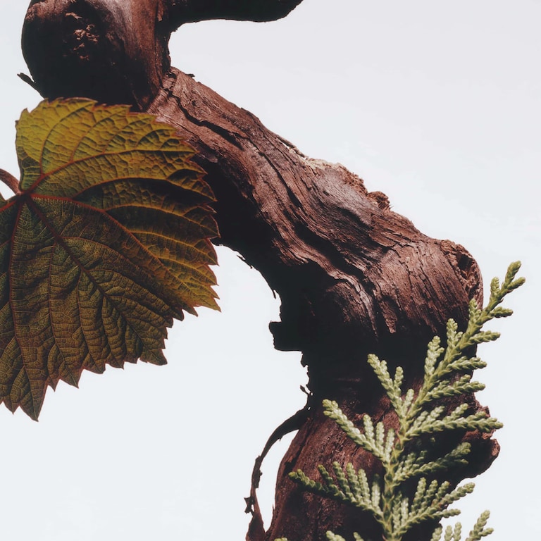 Cypress & Grapevine Signature Duo, Alt