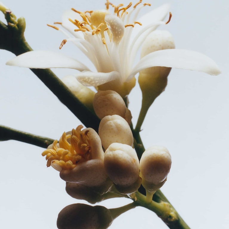 Orange Blossom Geurkaars, 200.0 g, Alt
