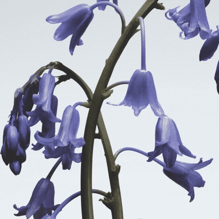 Wild Bluebell Body & Hand Wash | Jo Malone London
