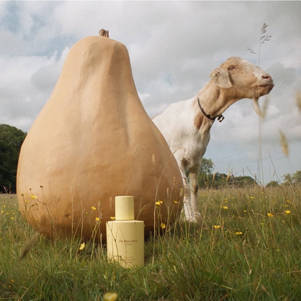 Velvety Butternut Cologne | Jo Malone London