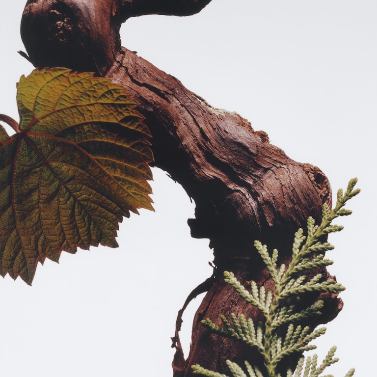 Cypress & Grapevine Auto-Diffuser-Nachfüllduft, Alt