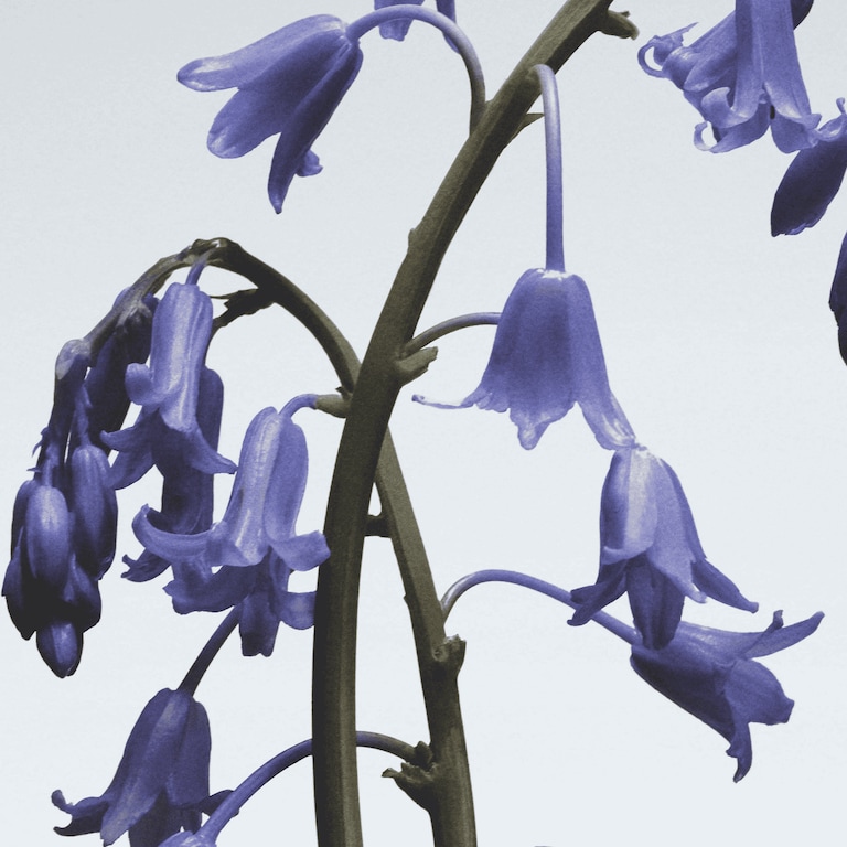 Wild Bluebell Home Candle, 200.0 g, Alt