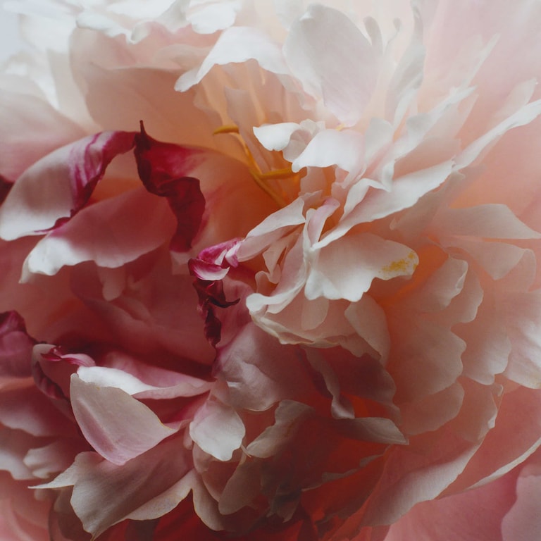 Peony & Blush Suede Soap, 100.0 g, Alt