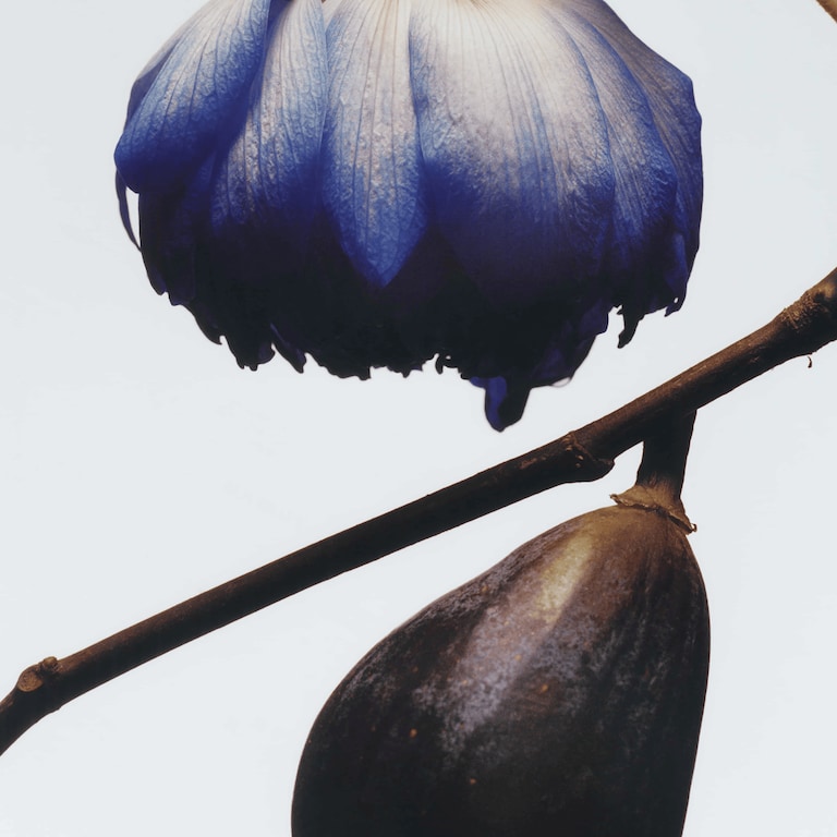 Fig & Lotus Flower Cologne, 30.0 ml, Alt