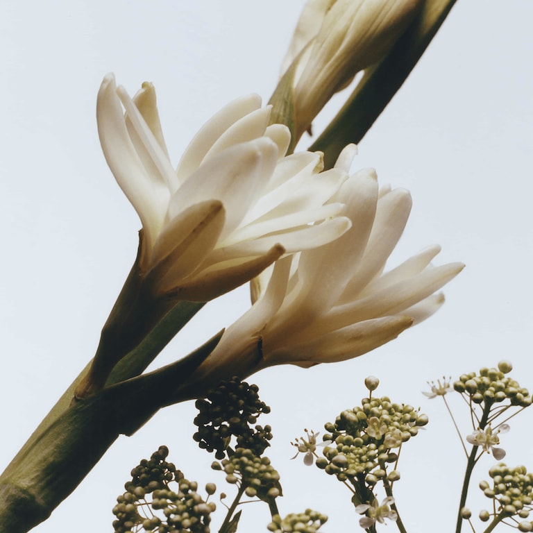 Tuberose Angelica Cologne Intense, 50.0 ml, Alt