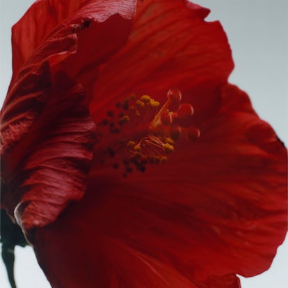 Red Hibiscus Cologne Intense, 100.0 ml, Alt