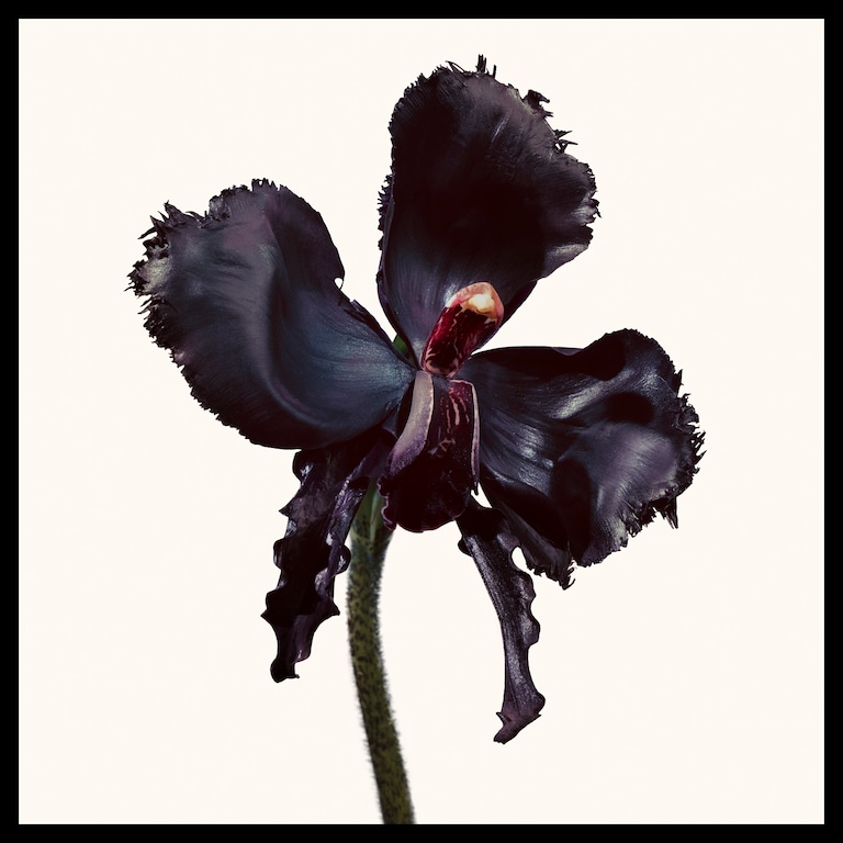 Black Orchid Reserve Parfum, 100.0 ml, Alt